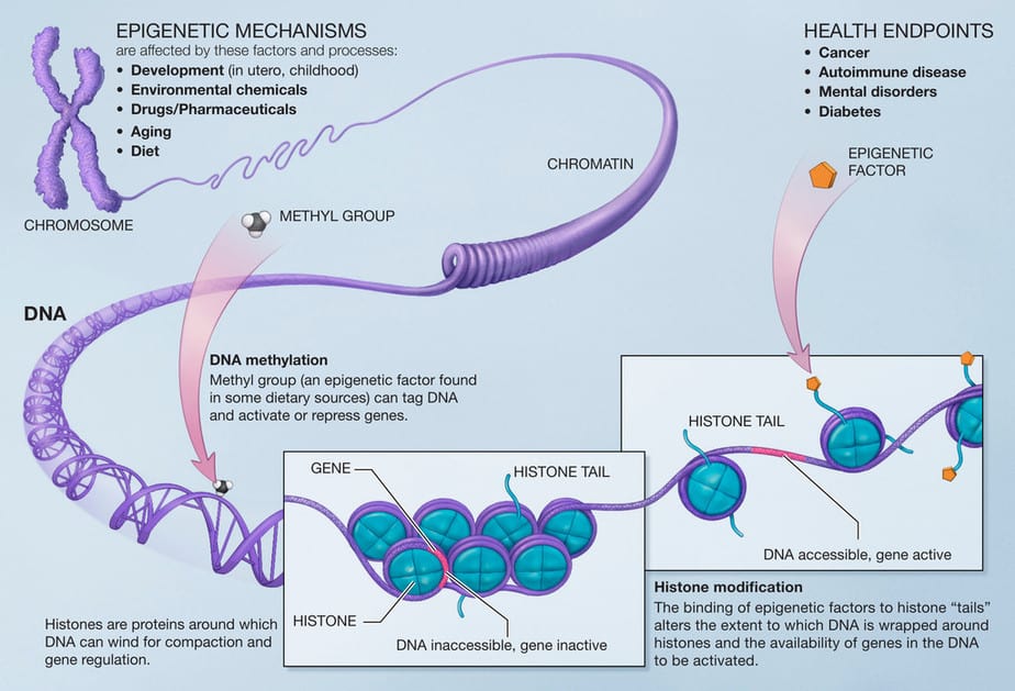 Anti-chromatin antibodies attach to chromatin in lupus patients