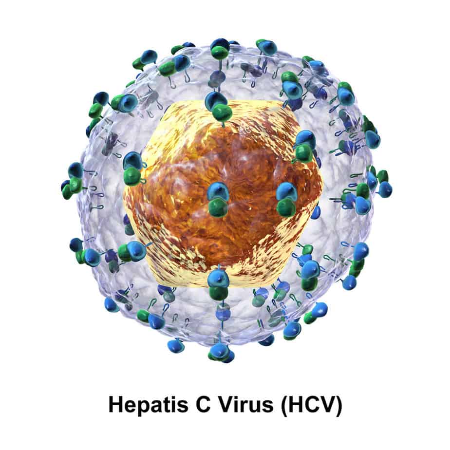 Drawing of an electron microscopic view of the hepatitis C virus