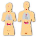 Lupus and The Endocrine System