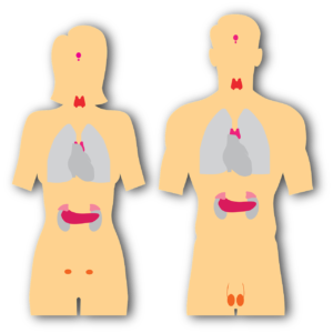 The endocrine system and lupus